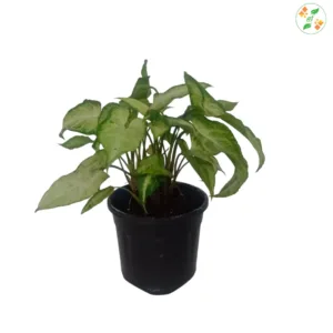 Syngonium Mini Pixie