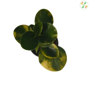 Variegated American Baby Rubber Plant