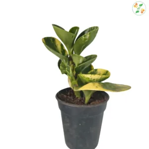 Variegated Baby Rubber Plant