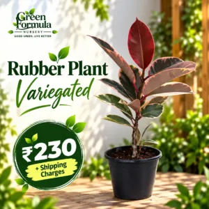 Rubber Plant Variegated