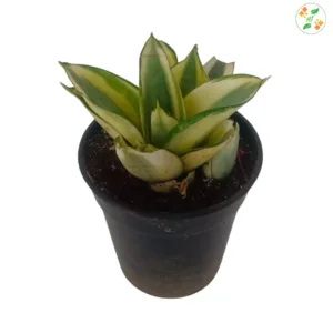 Variegated Sansevieria