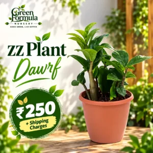 Zee Zee Plant mini