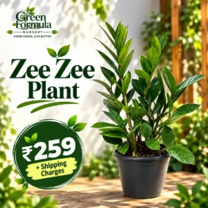 Green Zee Zee
