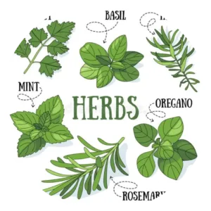 Herbal Plant