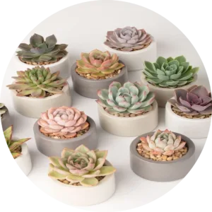 Succulents
