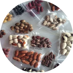 Hybrid Seeds