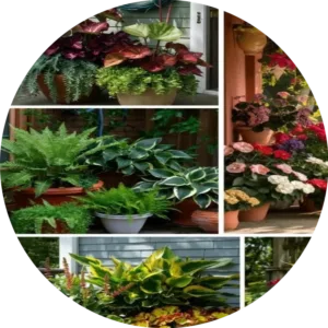 Semishade plants