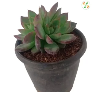 Lipstick Echeveria