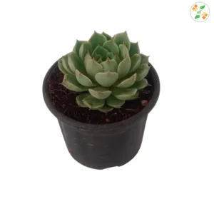 Rosette-shaped succulents