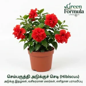 Hibiscus Multiple Petals (Adukku Chemabaruthi)