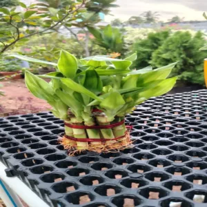 Lucky Bamboo 2 Layer