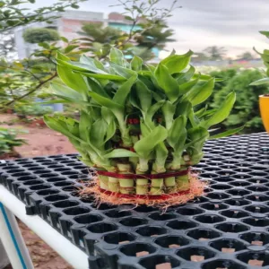 Lucky Bamboo 3 Layer