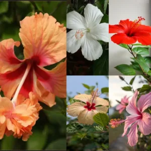 Nattu Chembaruthi Each(pink,white,red,orange,sandle.)