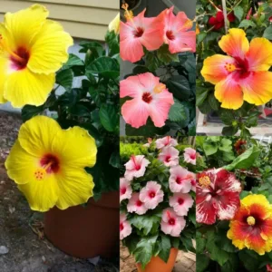 Hybrid Hibiscus (mixed colours)