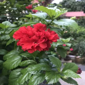 Adukku Chembaruthi Red