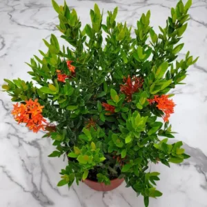 Mini Ixora Red