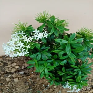 Mini Ixora White