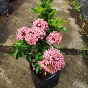 Mini Ixora Pink