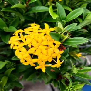 Mini Ixora Yellow