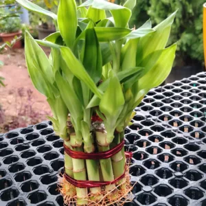 Lucky Bamboo 2 Layer