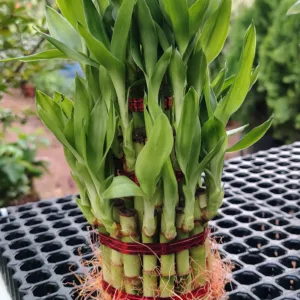 Lucky Bamboo 3 Layer