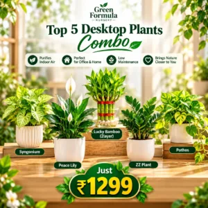 Top 5 Desktop Plants(combo set)
