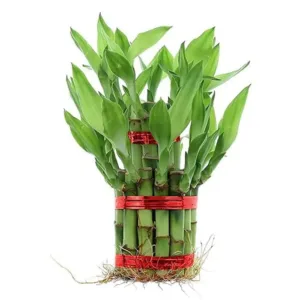 Lucky bamboo 2 layer