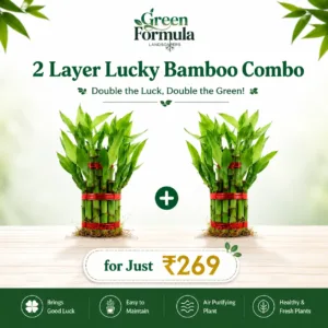 Lucky Bamboo 2 Layer (2 nos)