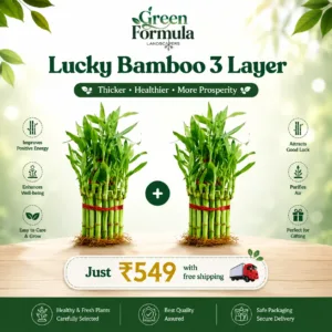 Lucky Bamboo 3 Layer (2 Nos)