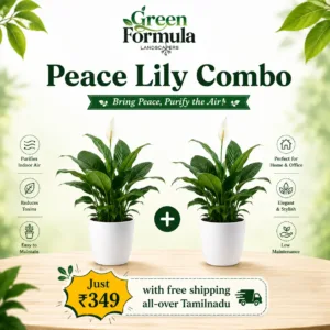 Peace lily combo (2 nos)