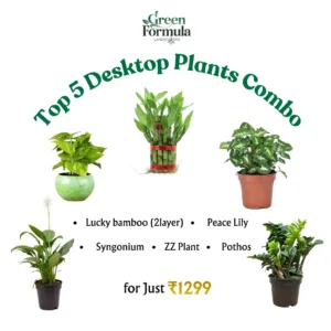 Top 5 Desktop Plants(combo set)