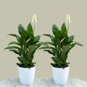 Peace lily combo (2 nos)