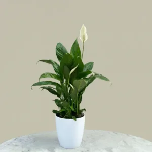 Peace Lily plant