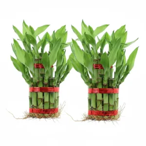 Lucky Bamboo 2 Layer (2 nos)