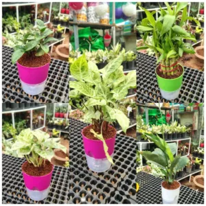 Top 5 Desktop Plants(combo set)