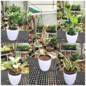 Top 5 Bedroom Plants (Combo Set)