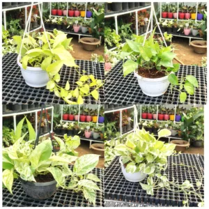 Hanging Money Plants (Combo Set)