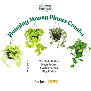 Hanging Money Plants (Combo Set)