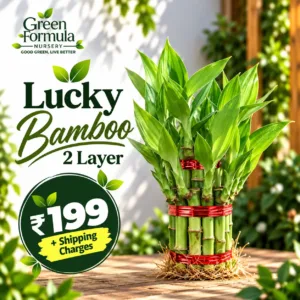 Lucky bamboo 2 Layer