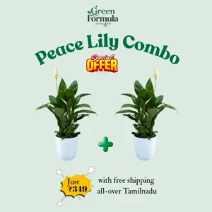 Peace lily combo (2 nos)