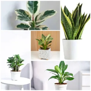 Top 5 Bedroom Plants (Combo Set)