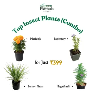 Top Insect Repellent Plants (Combo Offer )