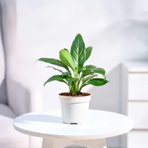 Self-Watering Indoor Plant (Peace Lily)