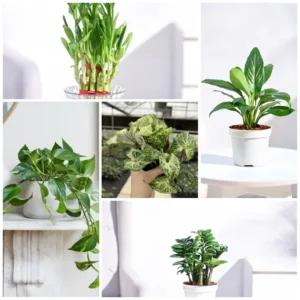 Top 5 Desktop Plants