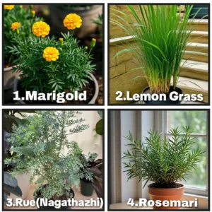 Top Insect Repellent Plants (Combo Offer )