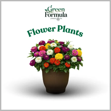 Flower Plants