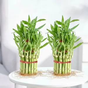 Lucky Bamboo 3 Layer (2 Nos)