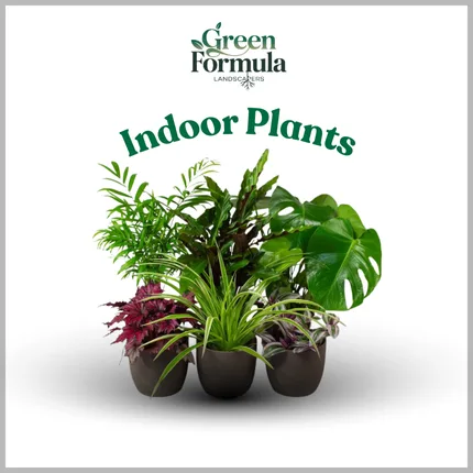Indoor Plants