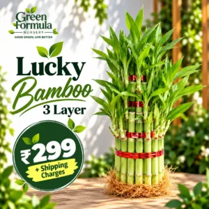 Lucky Bamboo 3 Layer