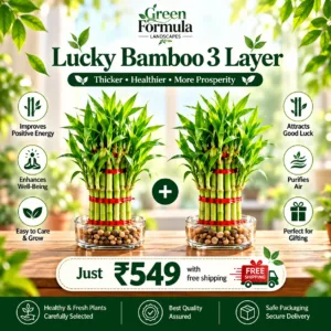 Lucky Bamboo 3 Layer (2 Nos)